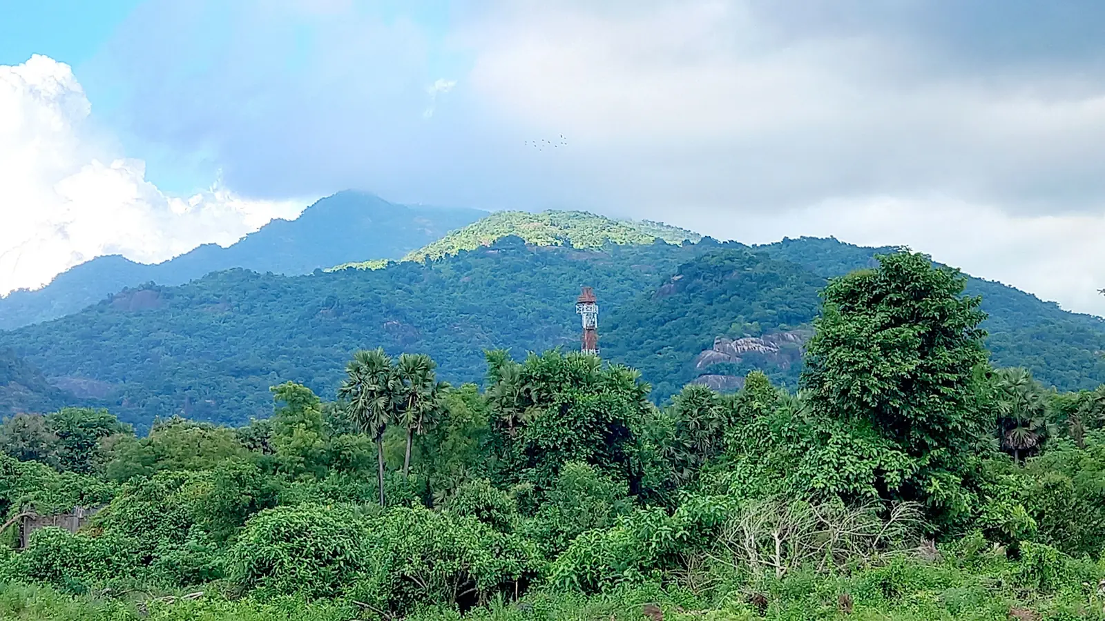Forested hills of the Araku valley in the Eastern Ghats