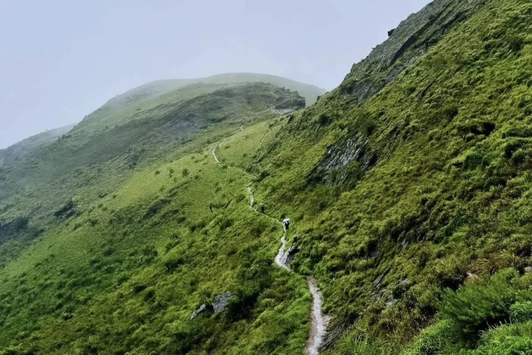 Two walkers, one under an umbrella, on the narrow trail to Z Point, a grass ridge running up into cloud above Kemmangundi