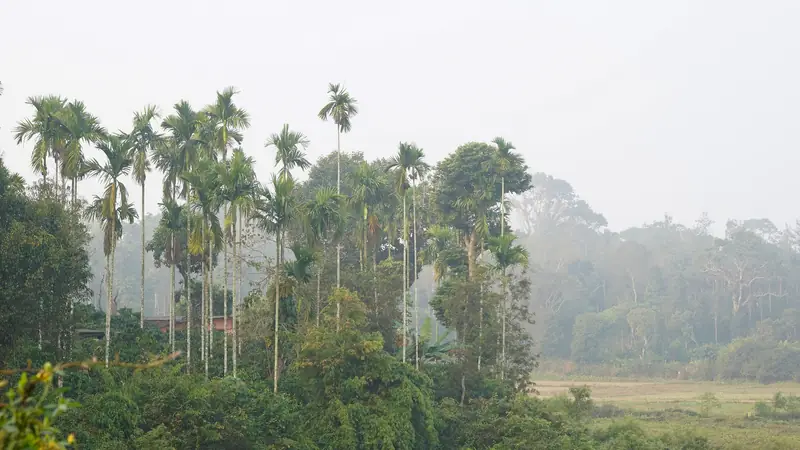 Mist over palm and coffee plantations in Kodagu