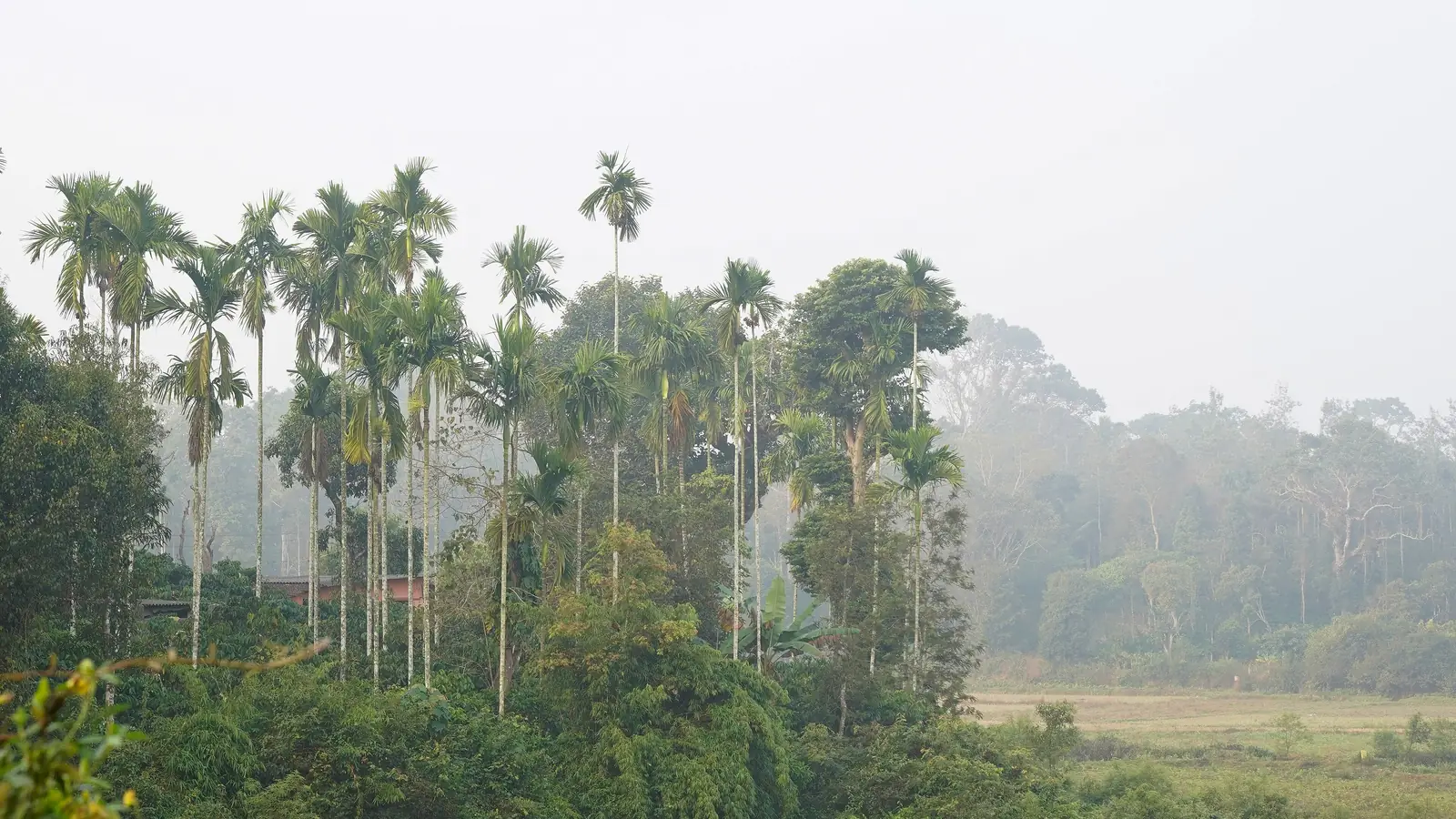 Mist over palm and coffee plantations in Kodagu