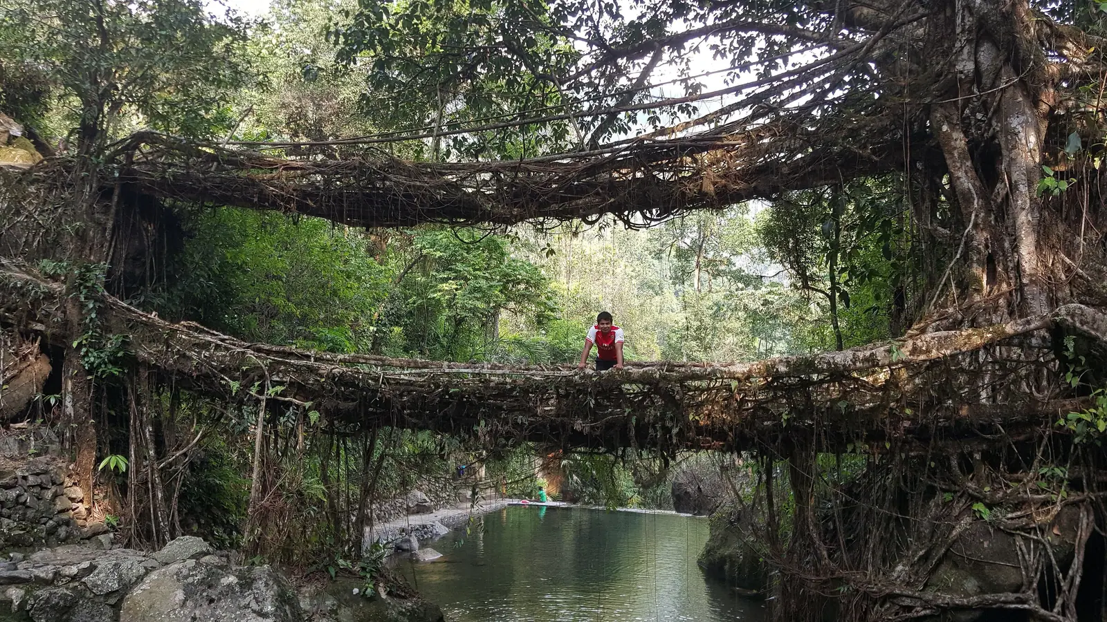 A living root bridge of trained ficus roots spanning a stream in Meghalaya