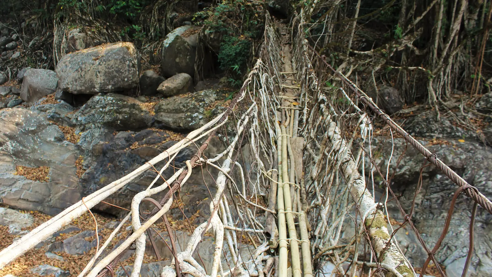 A living root bridge over boulders on the walk to Nongriat